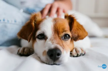 Cães de terapia ajudam a confortar parentes de vítimas de prédio em Miami