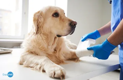 Palestinos aproveitam trégua em Gaza para tratar também de animais feridos