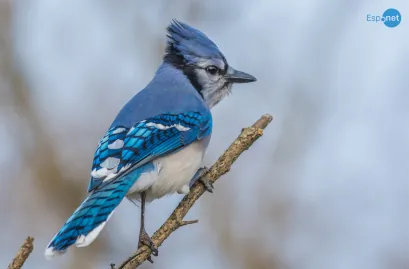 A vida selvagem volta a espantar-nos neste concurso de fotografia quase irreal
