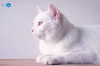 “Gatos e outros animais sofrem com o luto?”