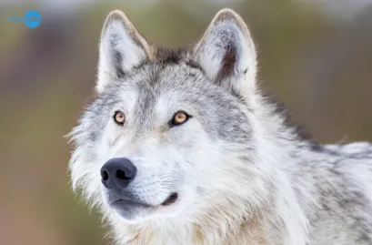 Os animais têm consciência?