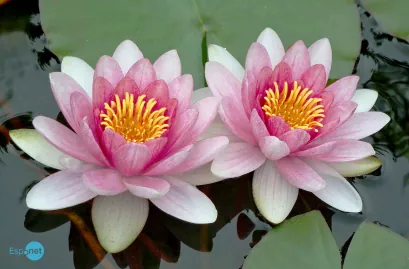 Pai de gêmeas siamesas precisa decidir entre tentar salvar uma delas ou deixá-las morrerem